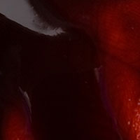 SPECIAL BLOOD IEW - Crownbrush